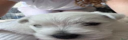 West Highland Terrier dogs for sale: West highland Terrier male pup for sale in Wednesbury - Advert 4