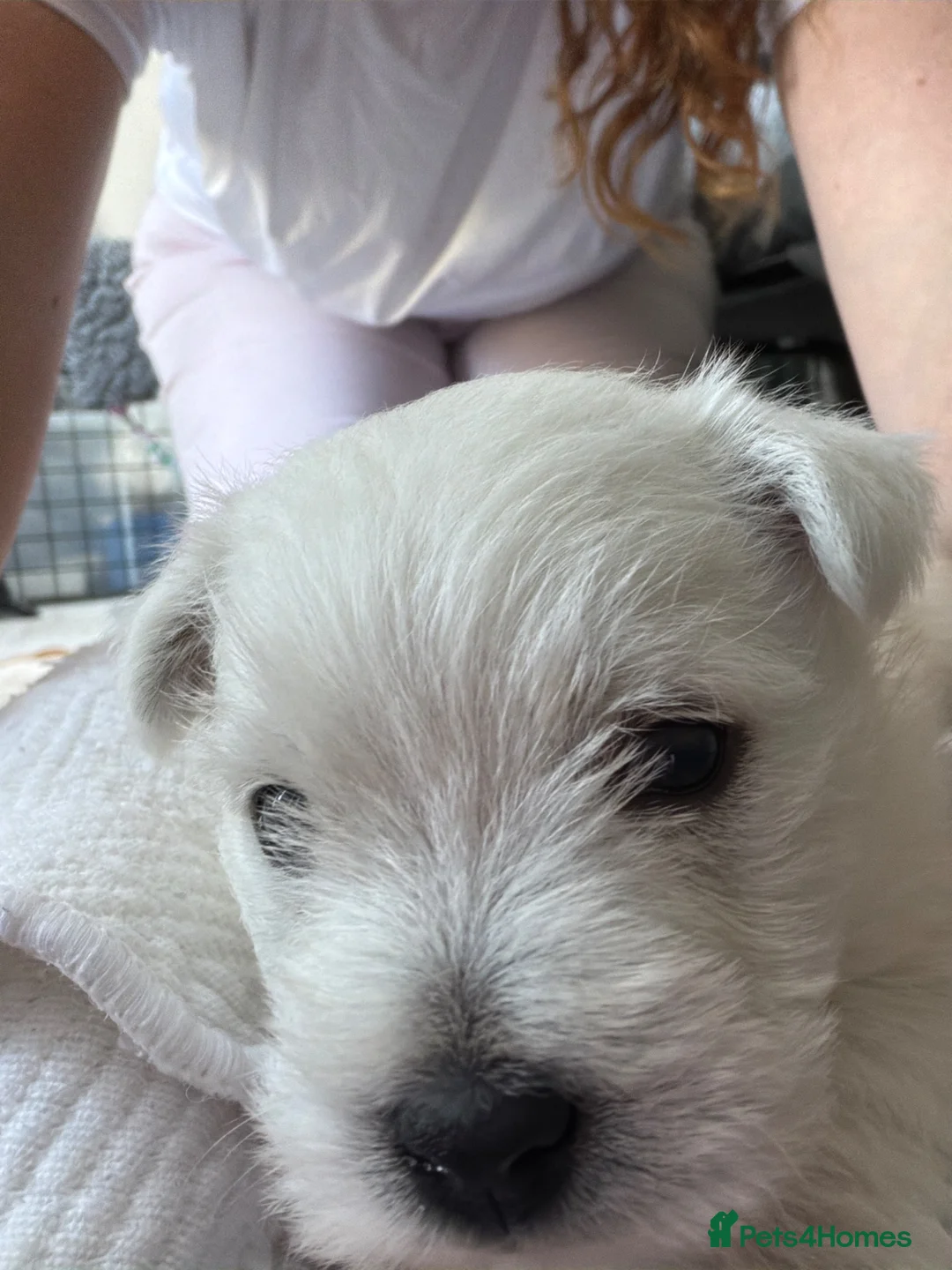 West Highland Terrier dogs for sale: West highland Terrier male pup for sale in Wednesbury - Advert 4