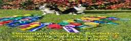 Border Collie dogs for sale: KC/ISDS REG BORDER COLLIE DNA HEALTH TESTED PUPS - Advert 7