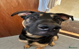 Mixed Breed dogs for sale: Kodi German Shepard/Dobermen Mix  - Image 3