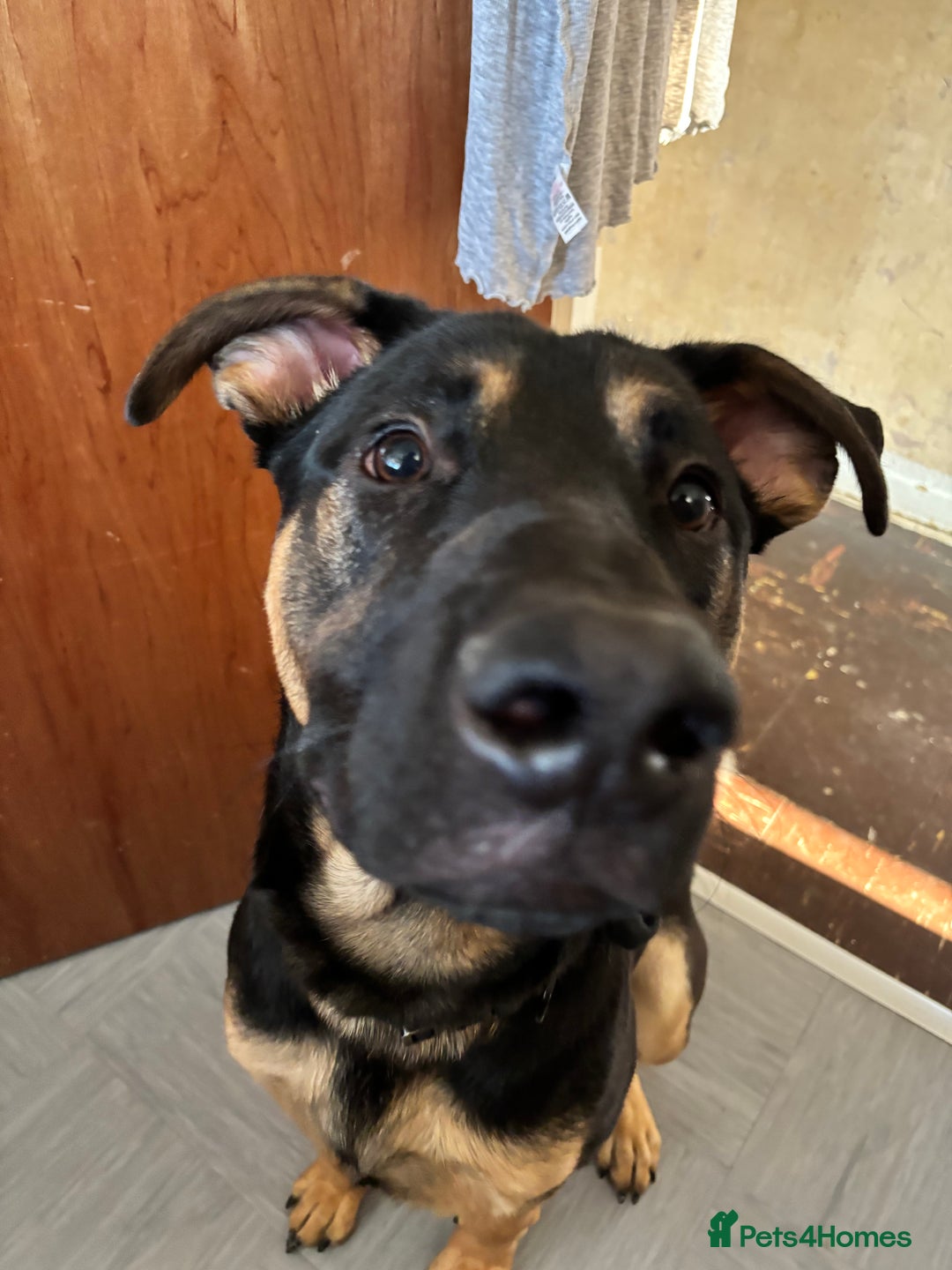 Mixed Breed dogs for sale: Kodi German Shepard/Dobermen Mix  - Image 3