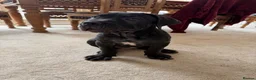 Cane Corso dogs for sale: BEAUTIFUL CANE CORSO puppies. PROTECTION+FAMILY - Advert 3
