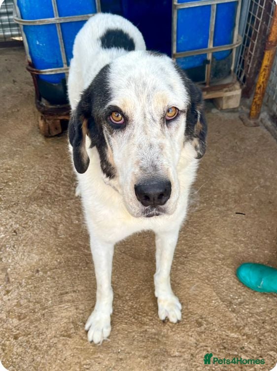 Mixed Breed dogs 🐾 Meet Luke ❤️ - Advert 12