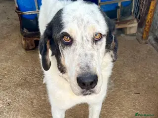 Mixed Breed dogs 🐾 Meet Luke ❤️ - Advert 12