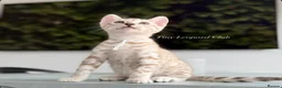 Bengal cats for sale: Stunning Snow Mink and Sepia TICA Pedigree Bengals - Advert 10