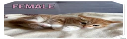 American Shorthair cats for sale: Beautiful Ginger kittens - READY FOR NEW HOMES! - Advert 7