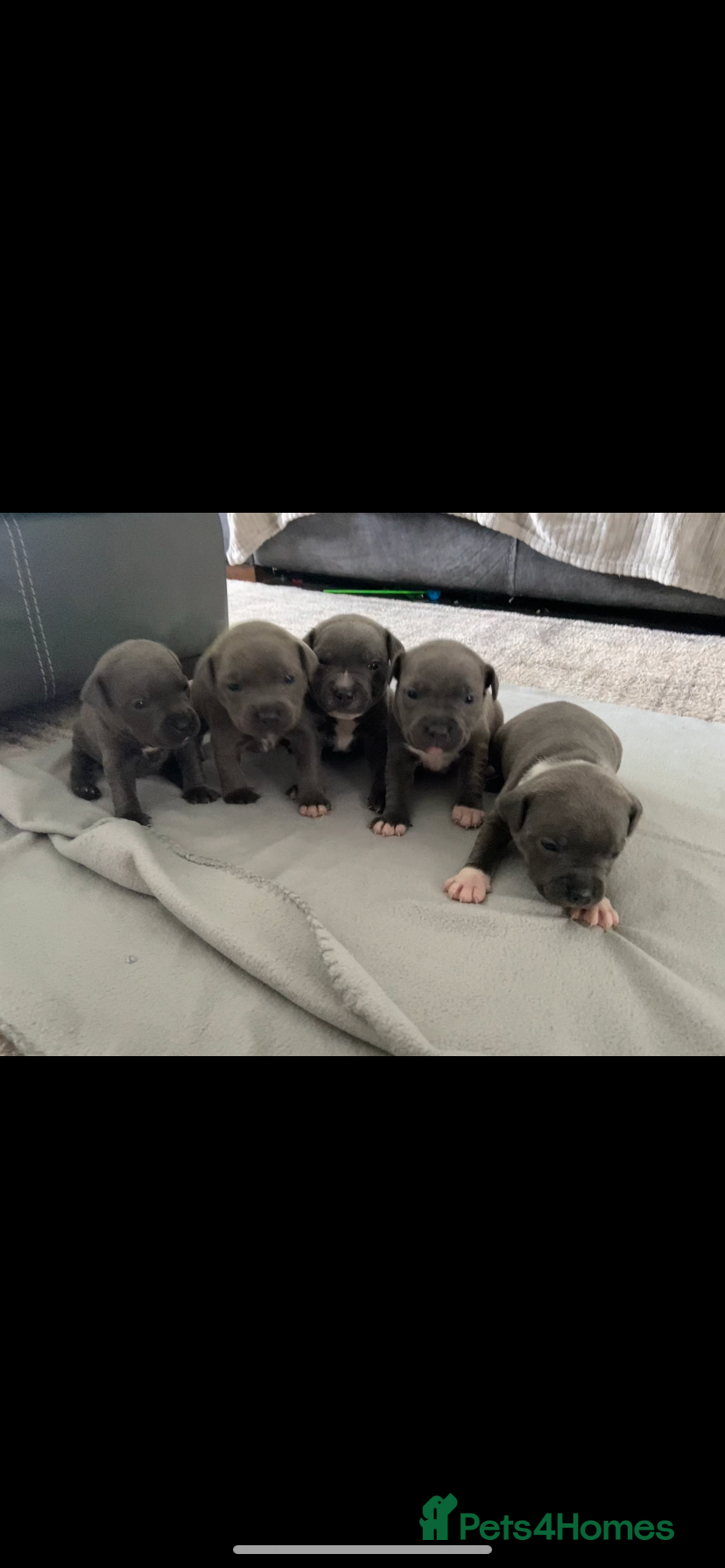 Staffordshire Bull Terrier dogs Staffordshire Bullterrior Puppies - Advert 5