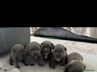 Staffordshire Bull Terrier dogs Staffordshire Bullterrior Puppies - Advert 5
