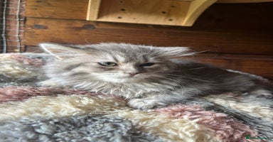 Ragdoll cats - Advert 5