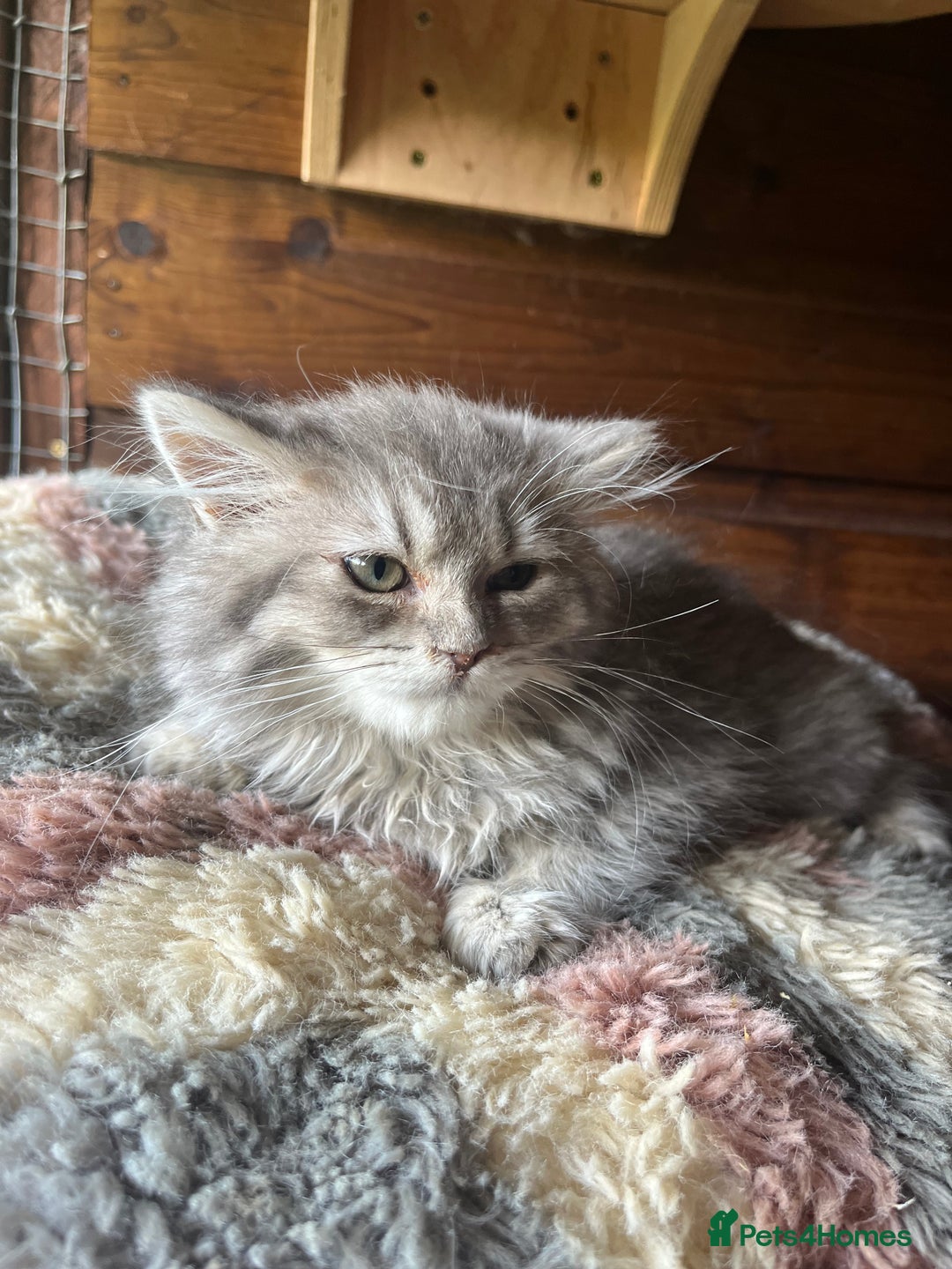 Ragdoll cats for sale: Ragdoll x longhair female kitten  - Image 3