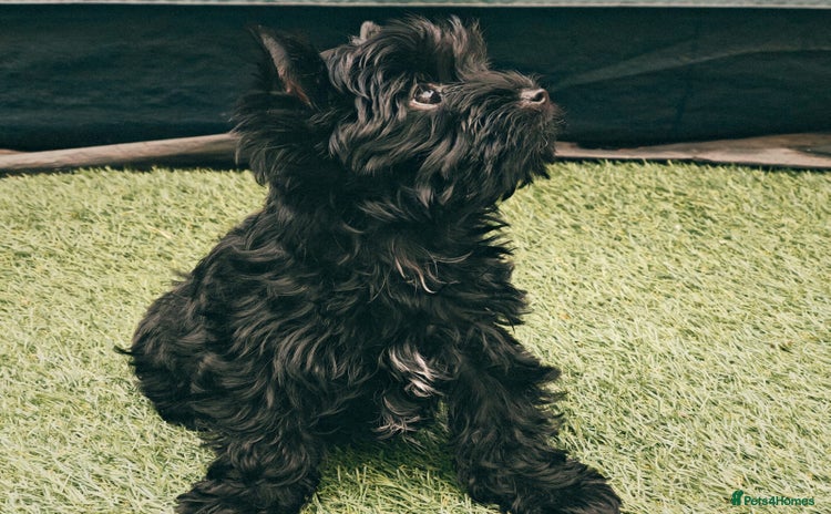 Yorkshire Terrier dogs - Advert 15