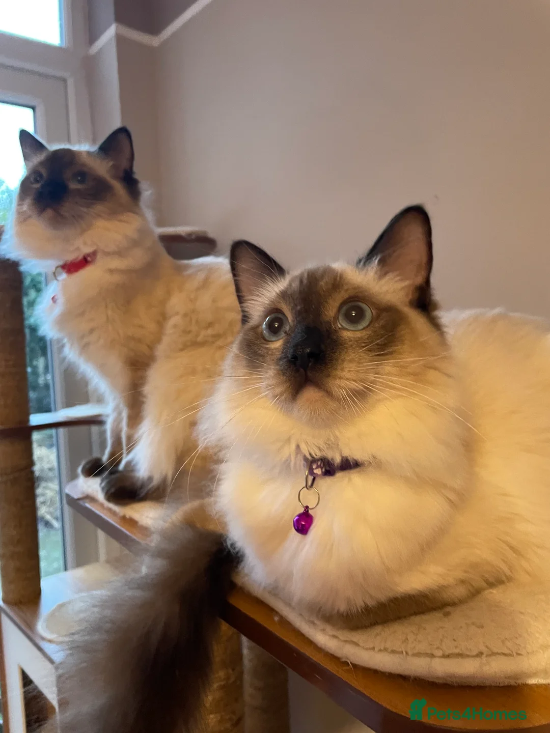 Ragdoll cats for sale: Beautiful Ragdoll boys - Advert 10
