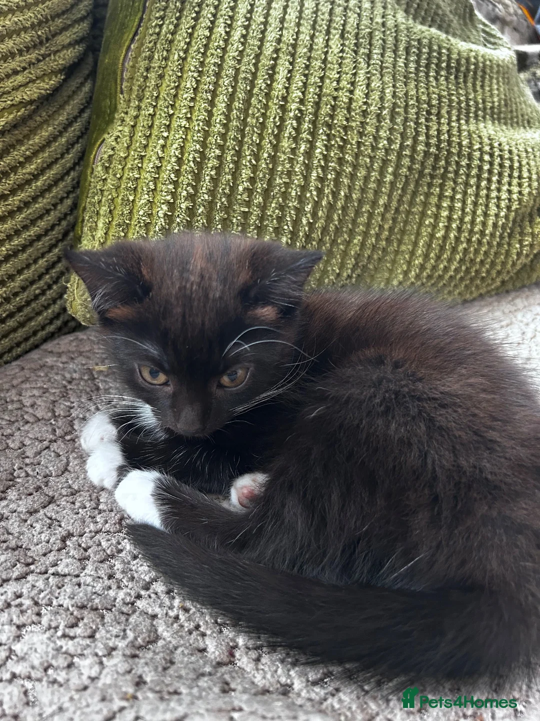 Mixed Breed cats for sale: Mix breed kittens  - Advert 2