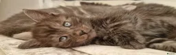 Mixed Breed cats for sale: Maine Coon x Marble Bengal kittens, mixed breed - Advert 4