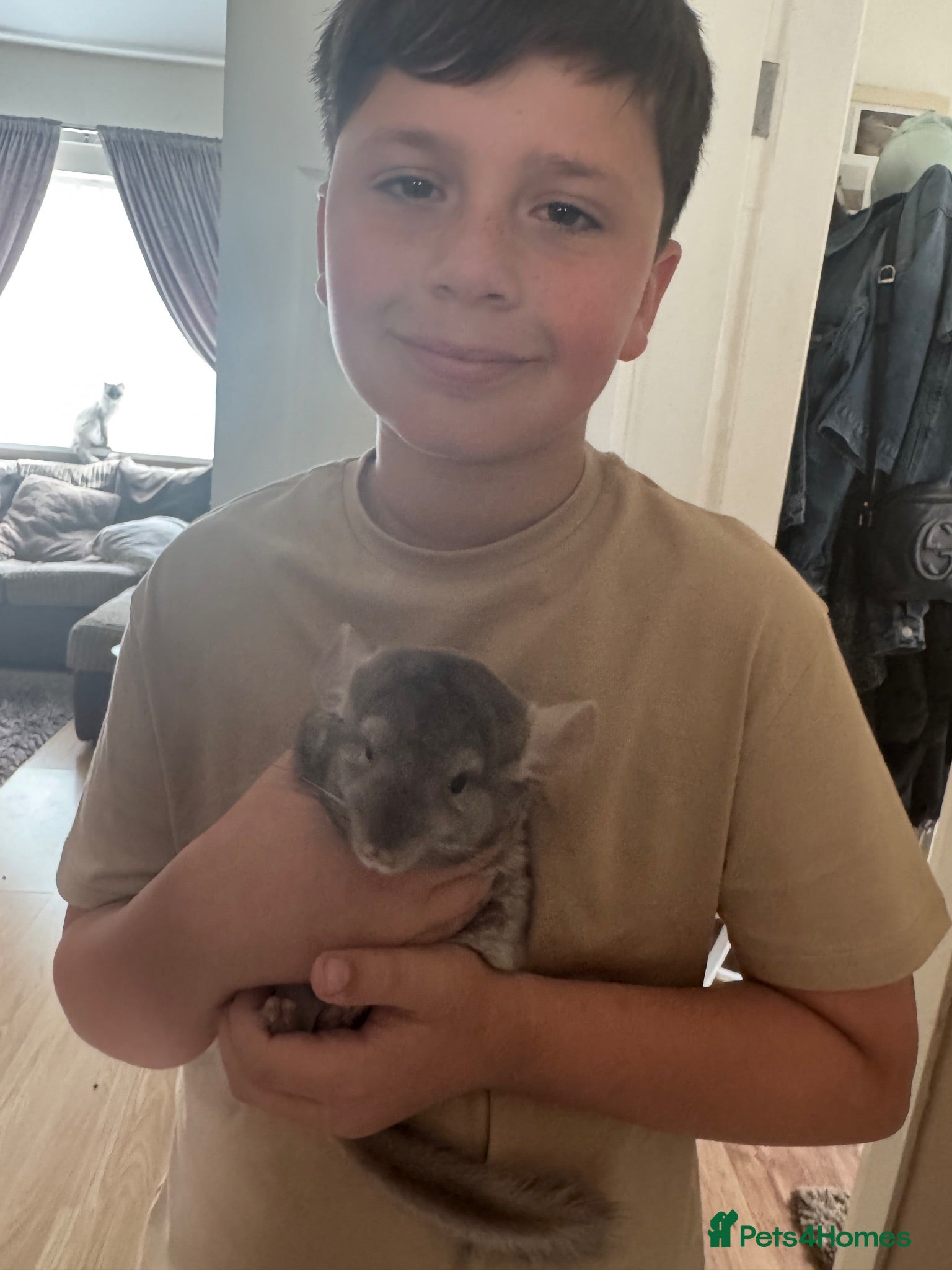 Chinchilla rodents Male chinchilla the most friendly little boy  - Advert 18
