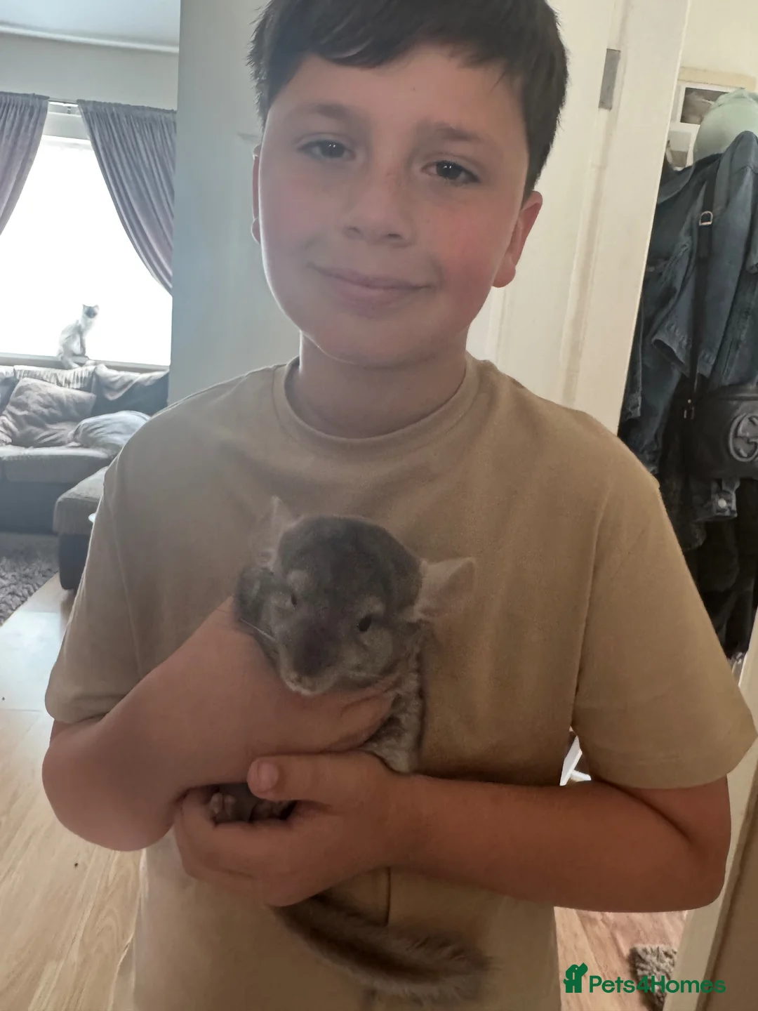 Chinchilla rodents for sale: Male chinchilla the most friendly little boy  in Lincoln - Advert 1