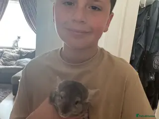 Chinchilla rodents Male chinchilla the most friendly little boy - Advert 18