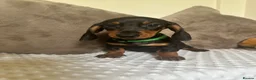 Miniature Dachshund dogs for sale: ⭐️⭐️⭐️⭐️⭐️KC champion miniature dachshunds ready   - Advert 23