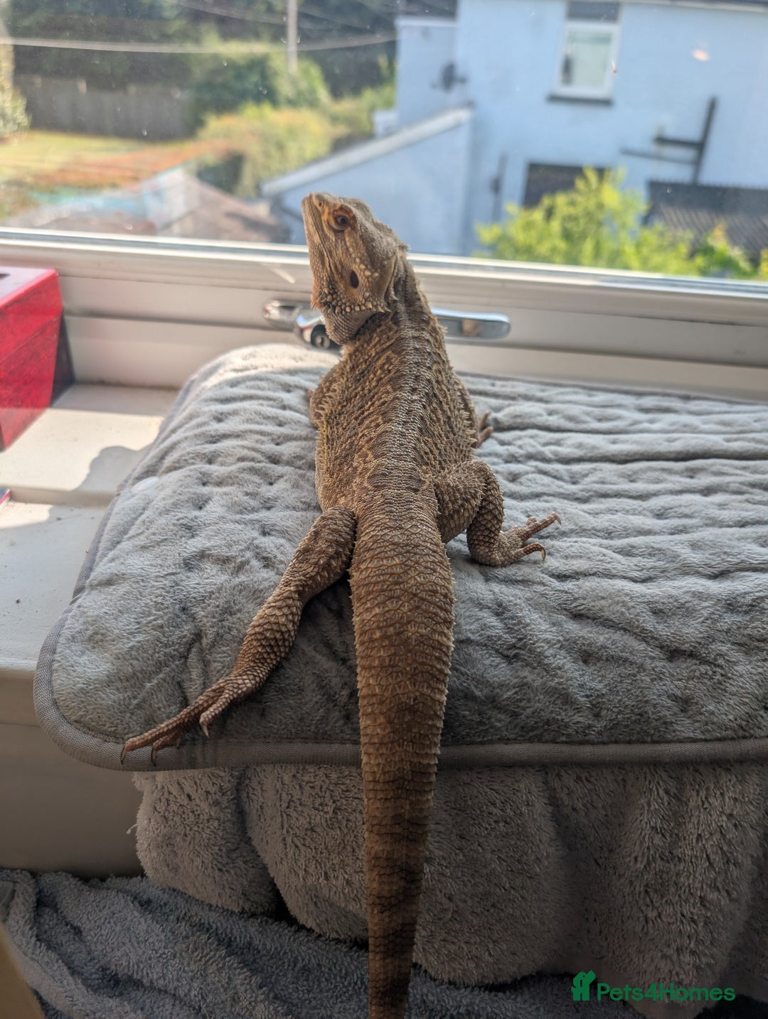 Bearded Dragon reptiles for sale: Dash the magic dragon up for adoption - Image 3
