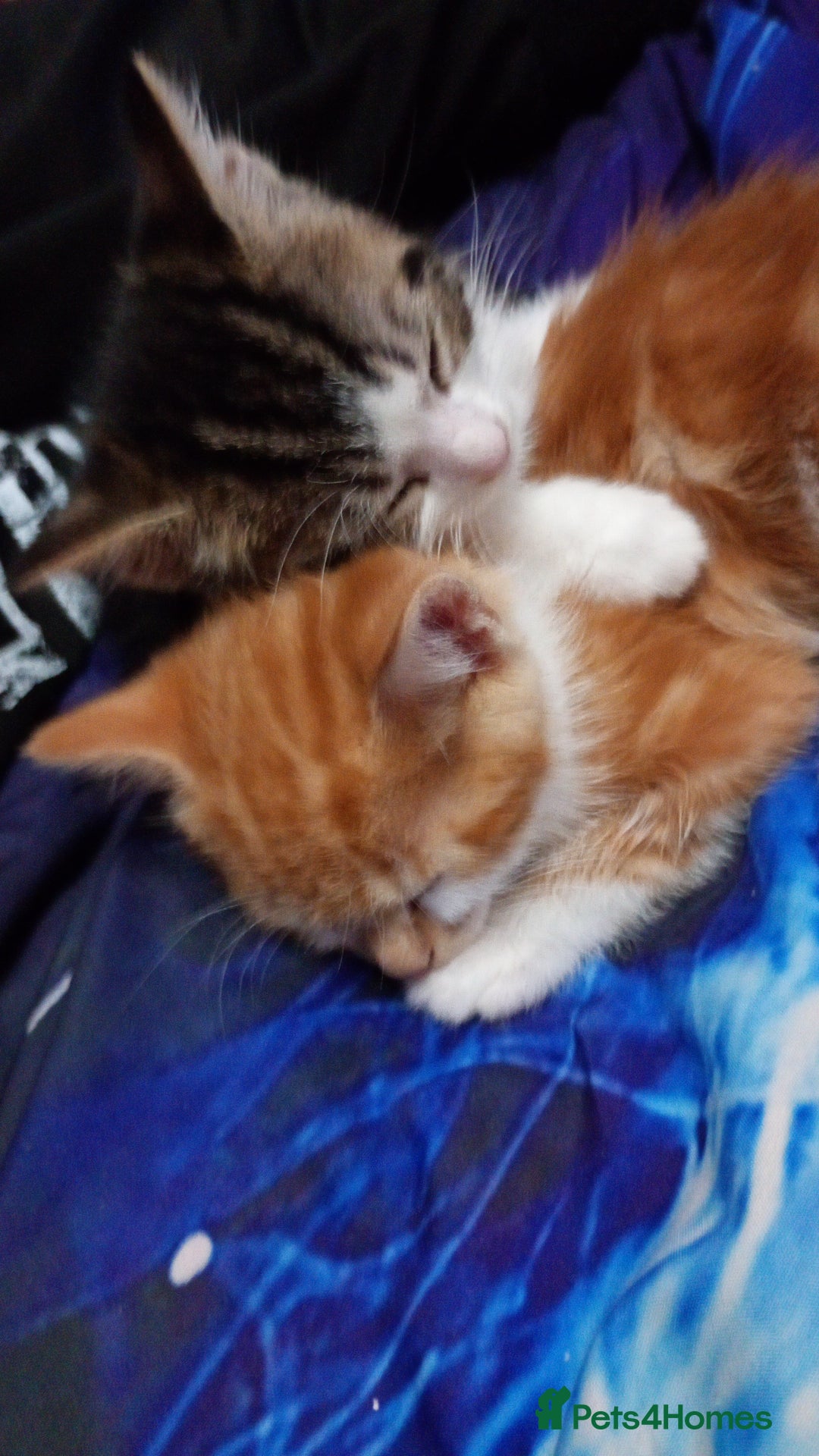 Mixed Breed cats for sale: Kittens  - Advert 3