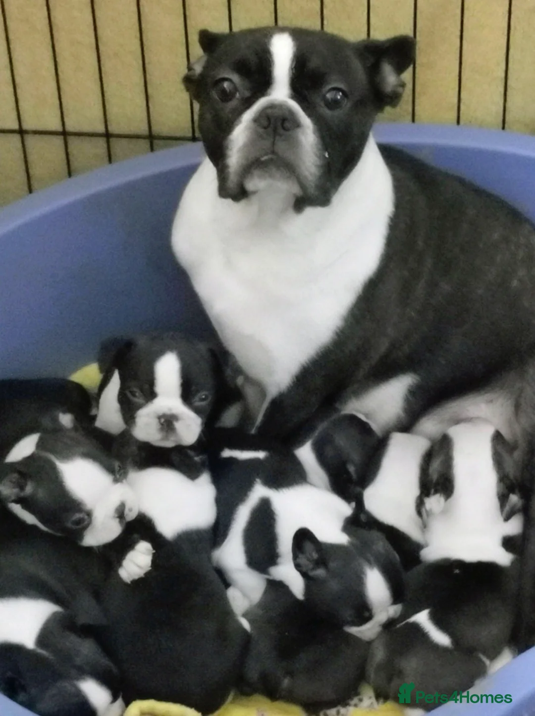 Boston Terrier dogs for sale: Boston Terrier pups looking for forever homes  in Merthyr Tydfil - Advert 1