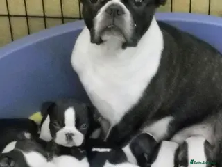 Boston Terrier dogs Boston Terrier pups looking for forever homes - Advert 12