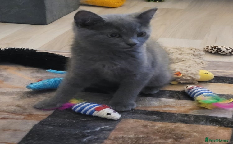 British Shorthair cats - Advert 2