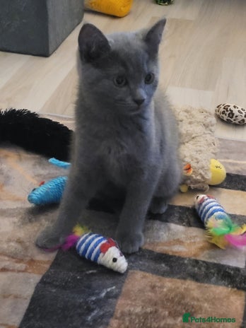 British Shorthair cats - Advert 2