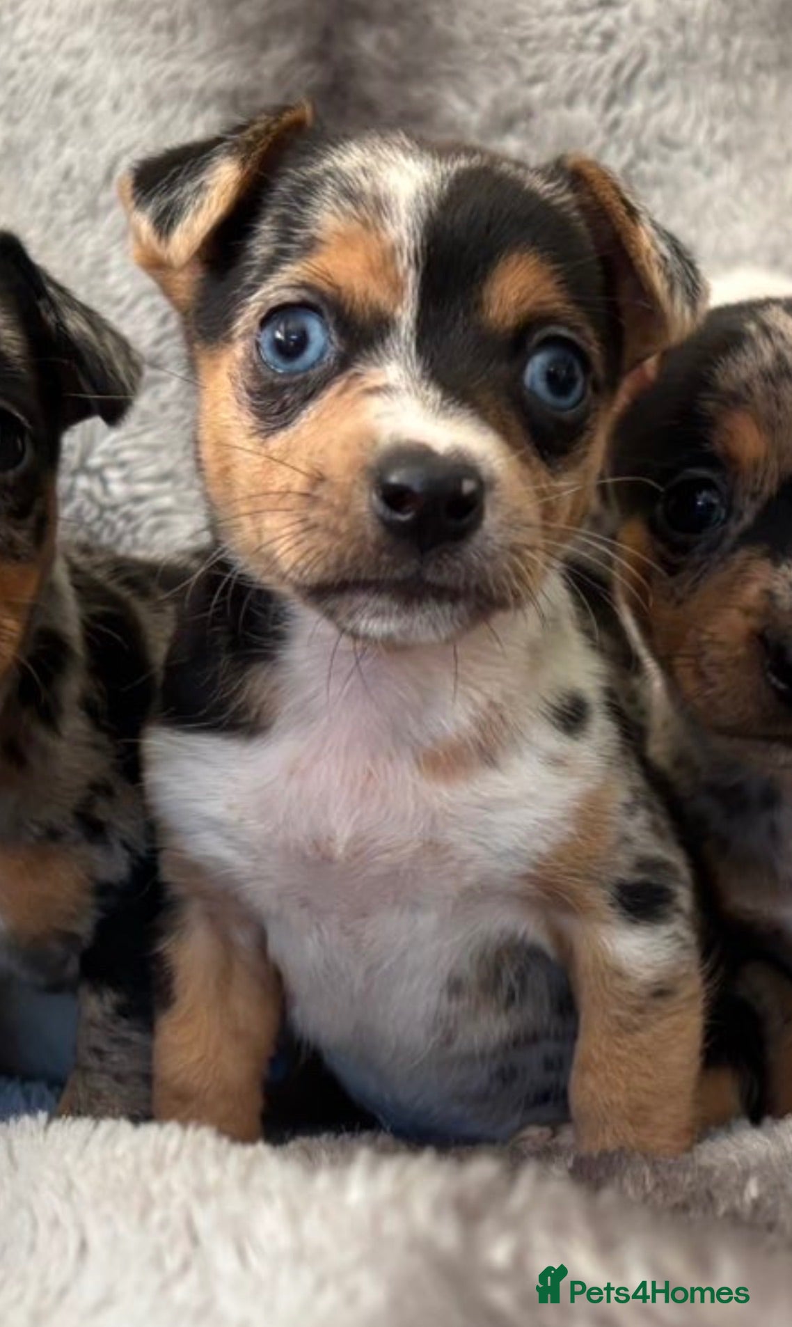 Jack Russell dogs Beautiful jackrussell pups - Advert 2