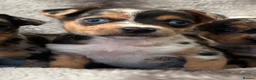 Jack Russell dogs for sale: Beautiful jackrussell pups - Advert 2