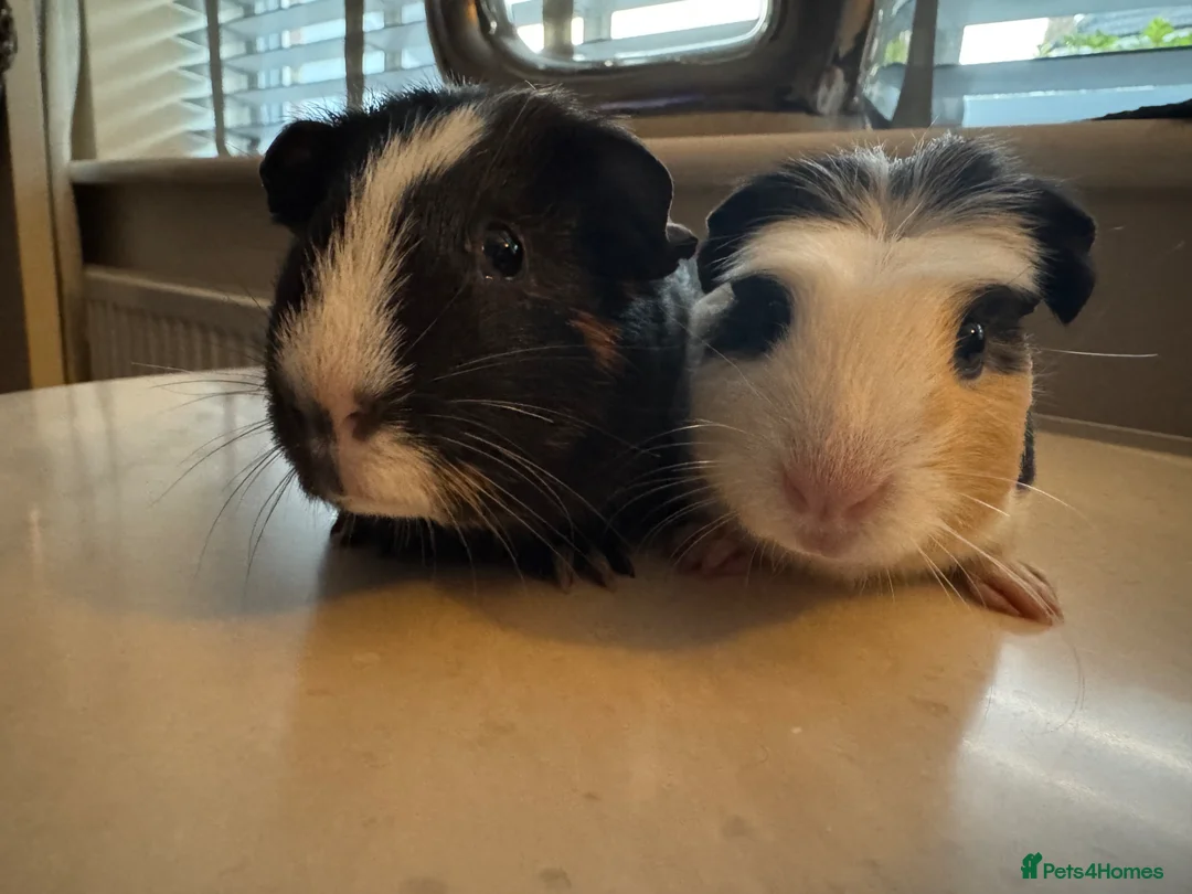 Guinea Pig rodents for sale: 2 boy piggies ready for forever homes - Advert 1