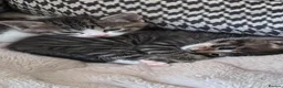 Mixed Breed cats for sale: Adorable Calico kittens in Salisbury - Advert 4