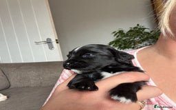Mixed Breed dogs for sale: Cocker spaniel x chihuahua dalmation  - Image 5