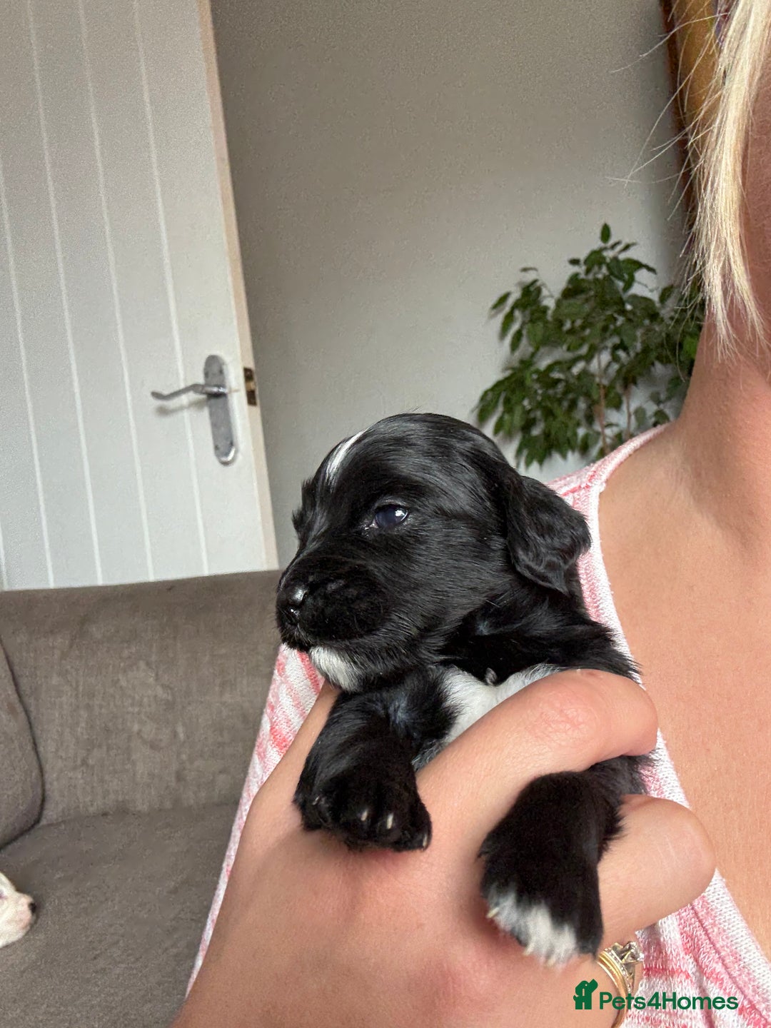 Mixed Breed dogs for sale: Cocker spaniel x chihuahua dalmation  - Image 5