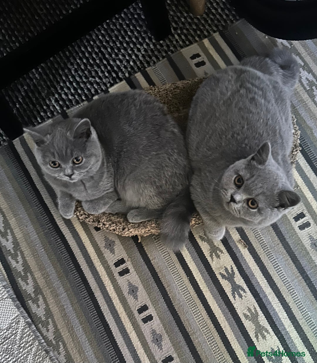 British Shorthair cats for sale: British Shorthair GCCF Registered Kittens  - Advert 8