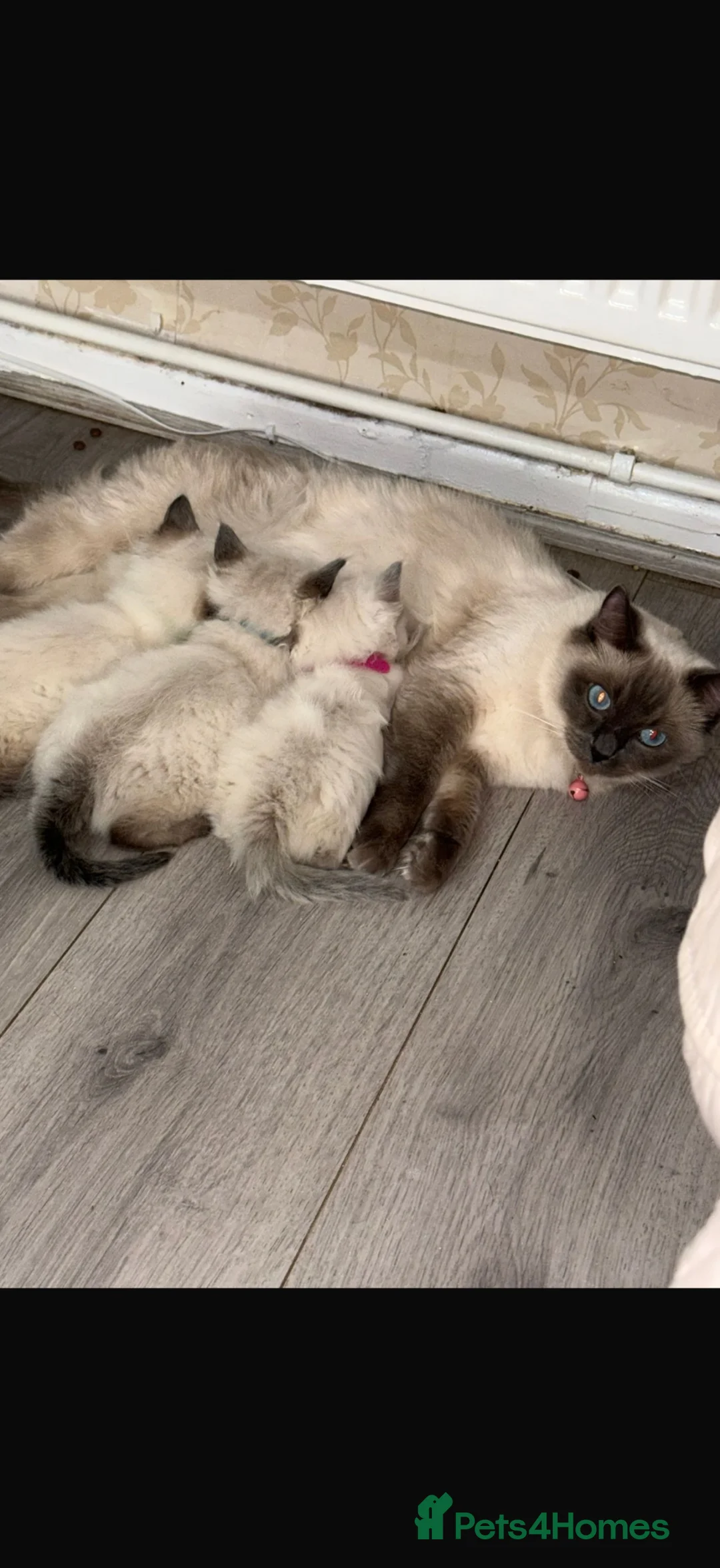 Ragdoll cats for sale: Beautiful litter of 3 stunning ragdolls - Advert 14
