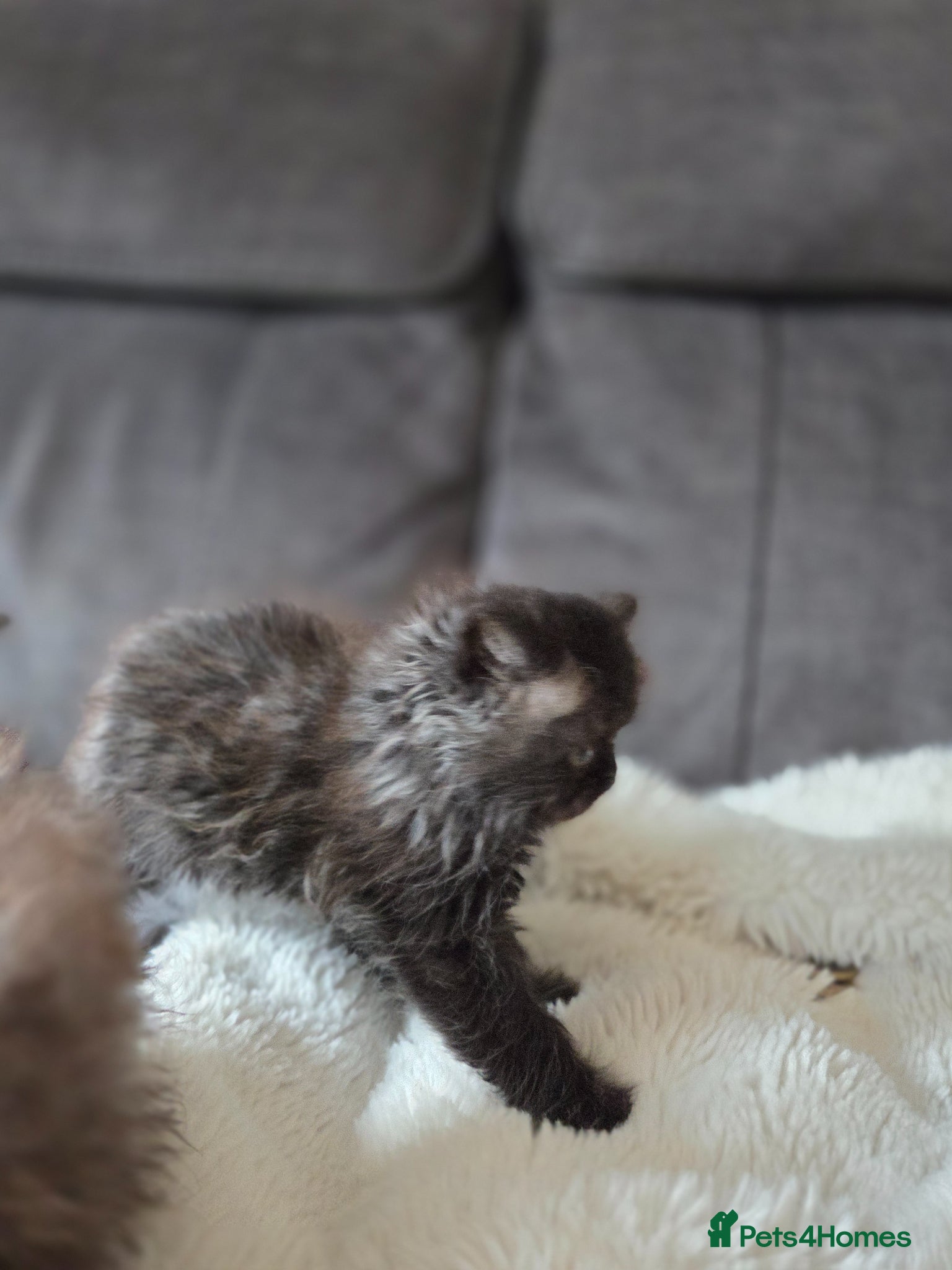 Persian cats for sale: Two Beautiful Persian male kittens  - Advert 11