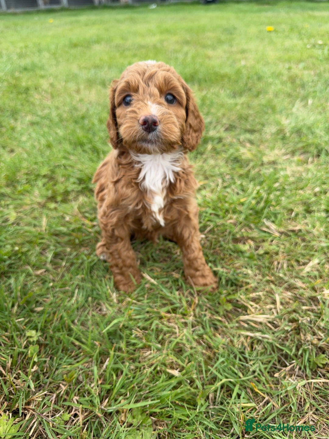 Cockapoo dogs for sale: Adorable F1B cockapoo puppies - Image 11