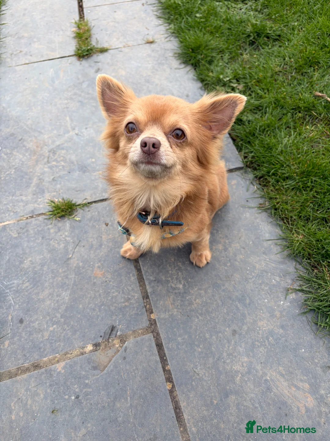 Chihuahua dogs for sale: Gino 3 year old chihuahua boy - Advert 1