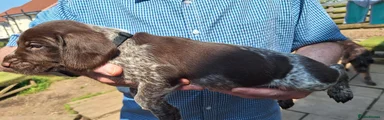Mixed Breed 8