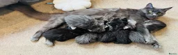 Maine Coon cats for sale: Stunning litter of pure bred Maine Coon kittens - Advert 17