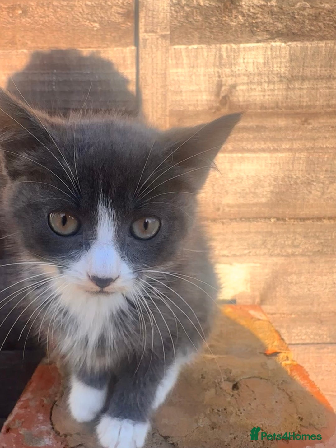 Mixed Breed cats for sale: Hybrid-Breed Kittens Available – Raised With Love - Advert 11