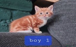 Norwegian Forest Cat cats for sale: Norwegian forest cross kittens - Image 9