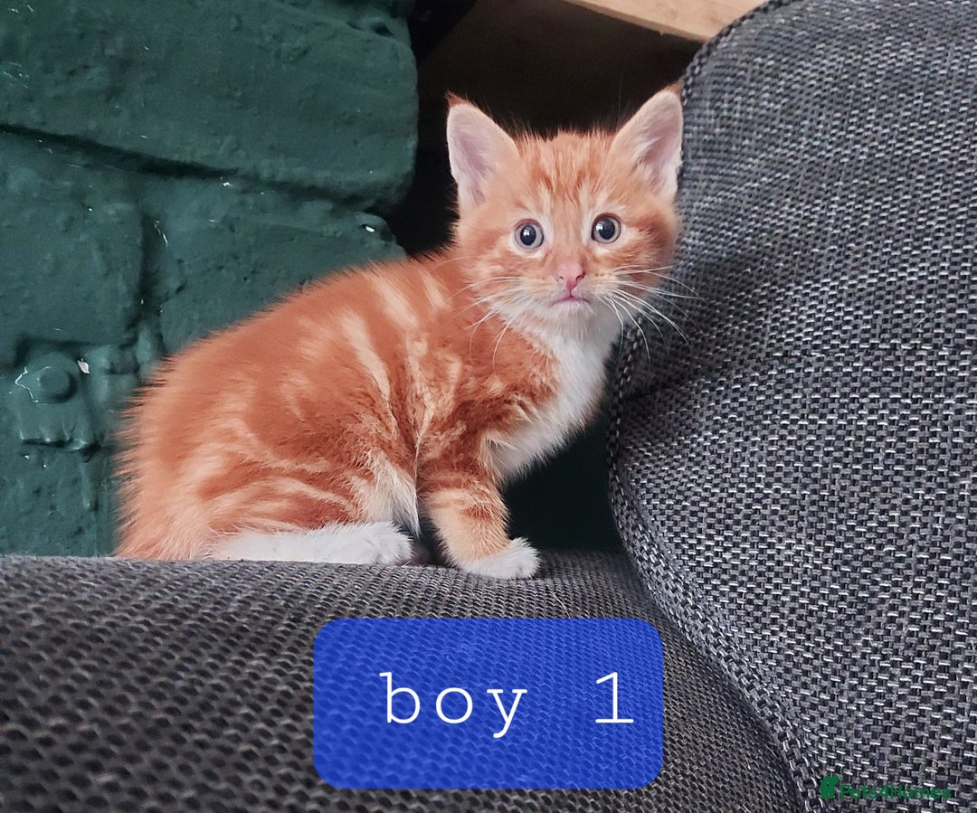 Norwegian Forest Cat cats for sale: Norwegian forest cross kittens - Image 9