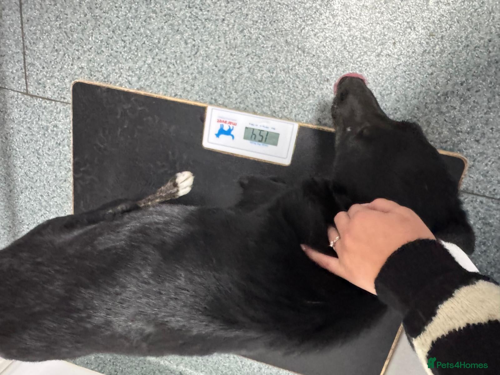 Mixed Breed dogs 🐾🖤 From Frozen & Forgotten to a Loving Home 🐶🏡 - Advert 2
