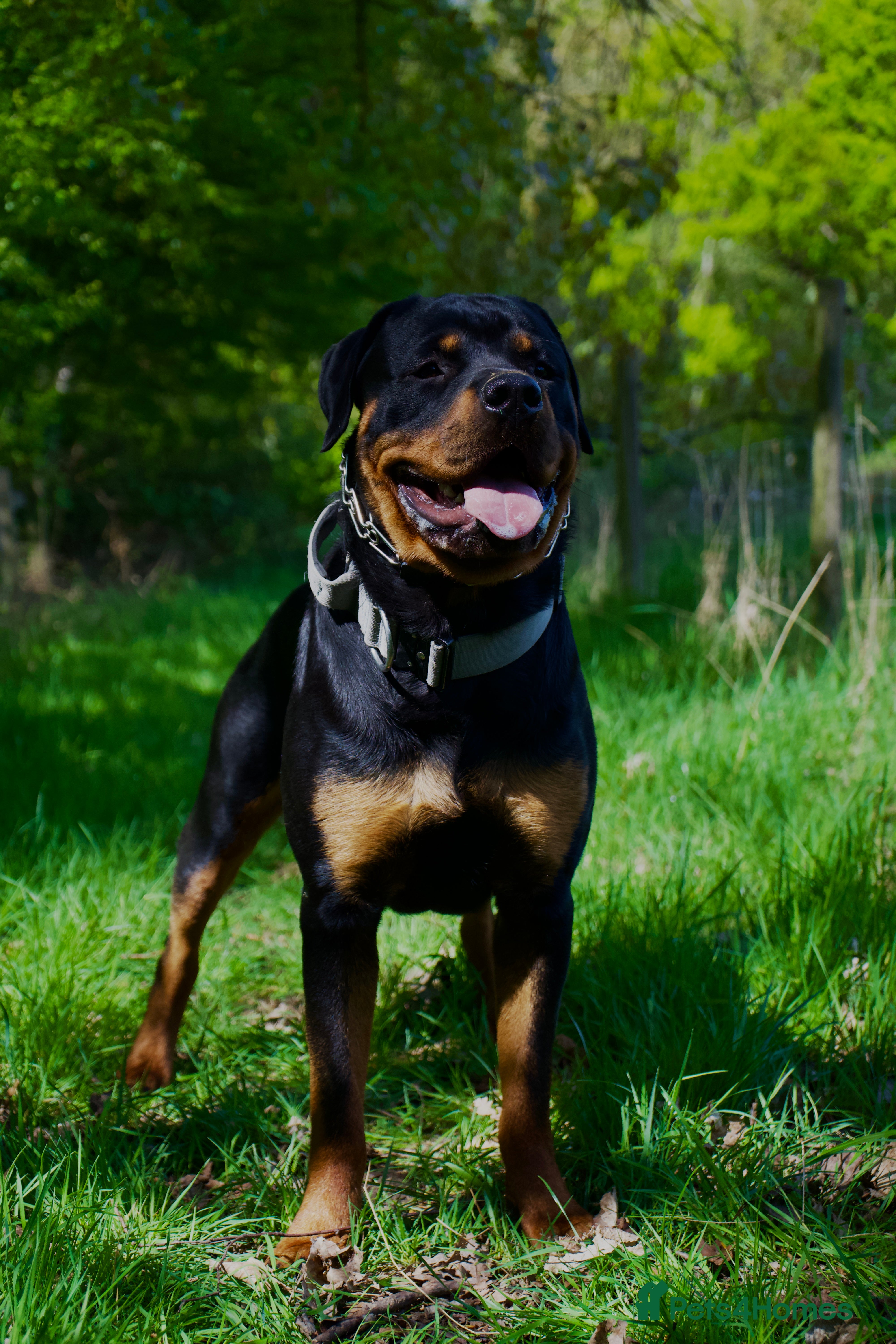 Rottweiler dogs Rottweiler stud  - Advert 2