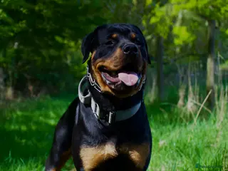 Rottweiler dogs Rottweiler stud - Advert 4