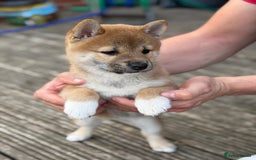 Japanese Shiba Inu dogs for sale: 🧡🦊Stunning KC Shiba Inu female ready now!🧡🦊 - Image 12
