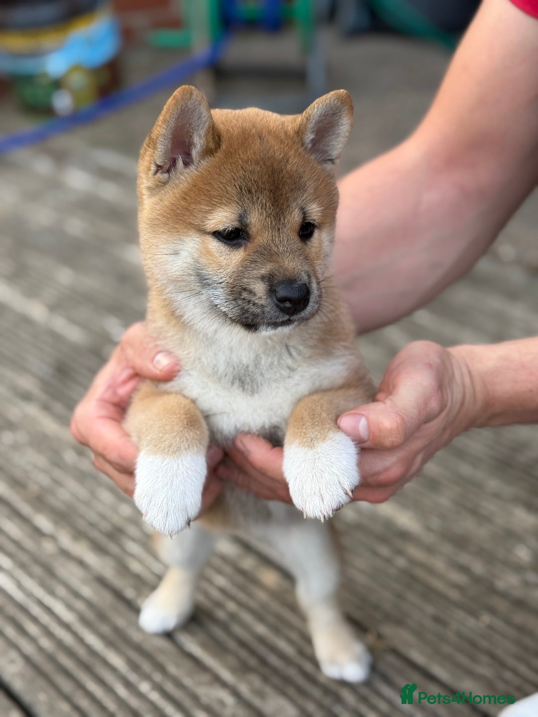 Japanese Shiba Inu dogs for sale: 🧡🦊Stunning KC Shiba Inu female ready now!🧡🦊 - Image 12