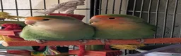 Lovebirds birds for sale: Bonded pair of lovebirds with full set up - Advert 1